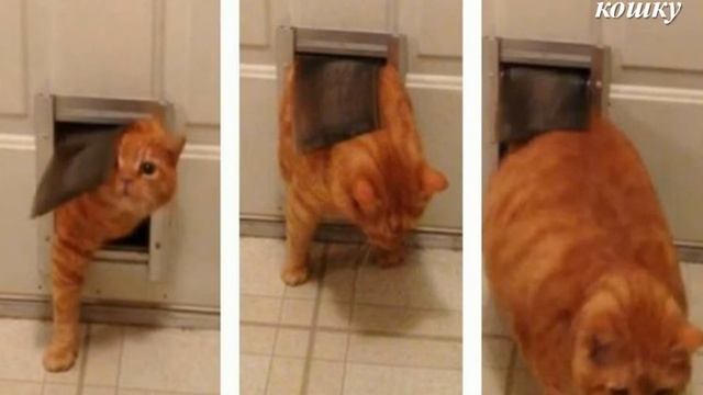 Вежливый хвостик pptx смотреть онлайн