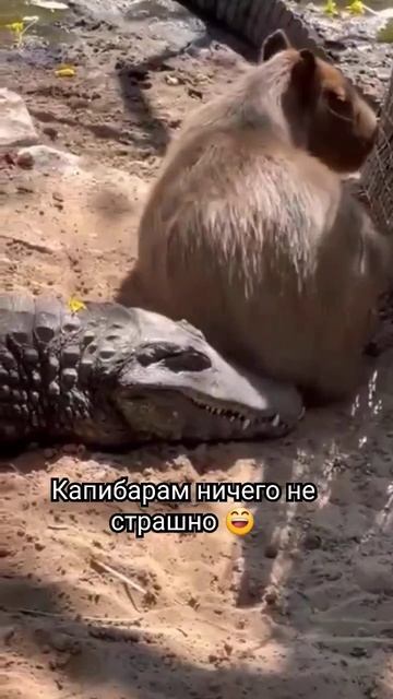 капибара прикол бобр #смешноевидео #юмор #приколы #бобр @purnov_alex смотреть онлайн