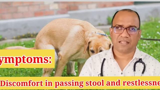 Constipation in Dogs#What to do if dog is constipated #constipationindogs #petsplatform #dogcare#do смотреть онлайн