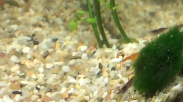 Dwarf Shrimps and Panther Crab смотреть онлайн