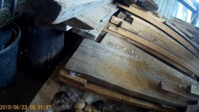 Счастливый день или начали вылупляться утята и цыплята.