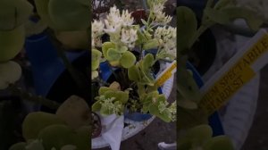 Sedum Hylotelephium Spectabile Stardust