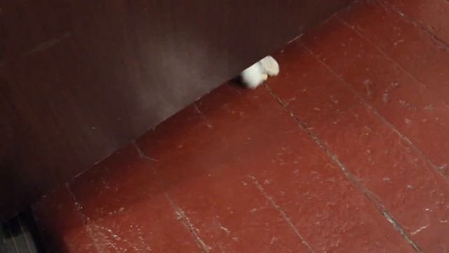 Funny cat steals cigarettes смотреть онлайн
