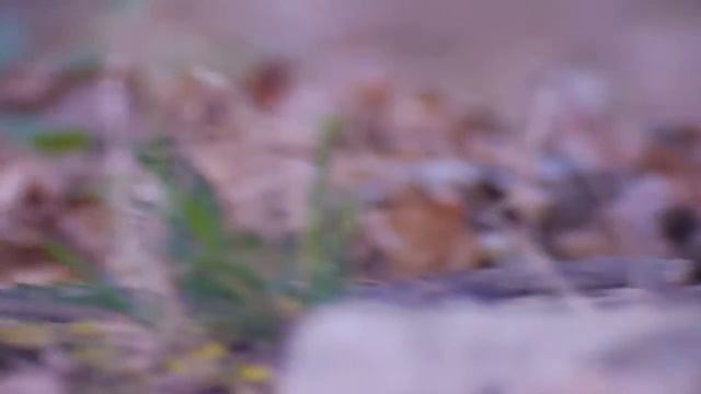 Red-flanked Bluetail (Tarsiger cyanurus) смотреть онлайн