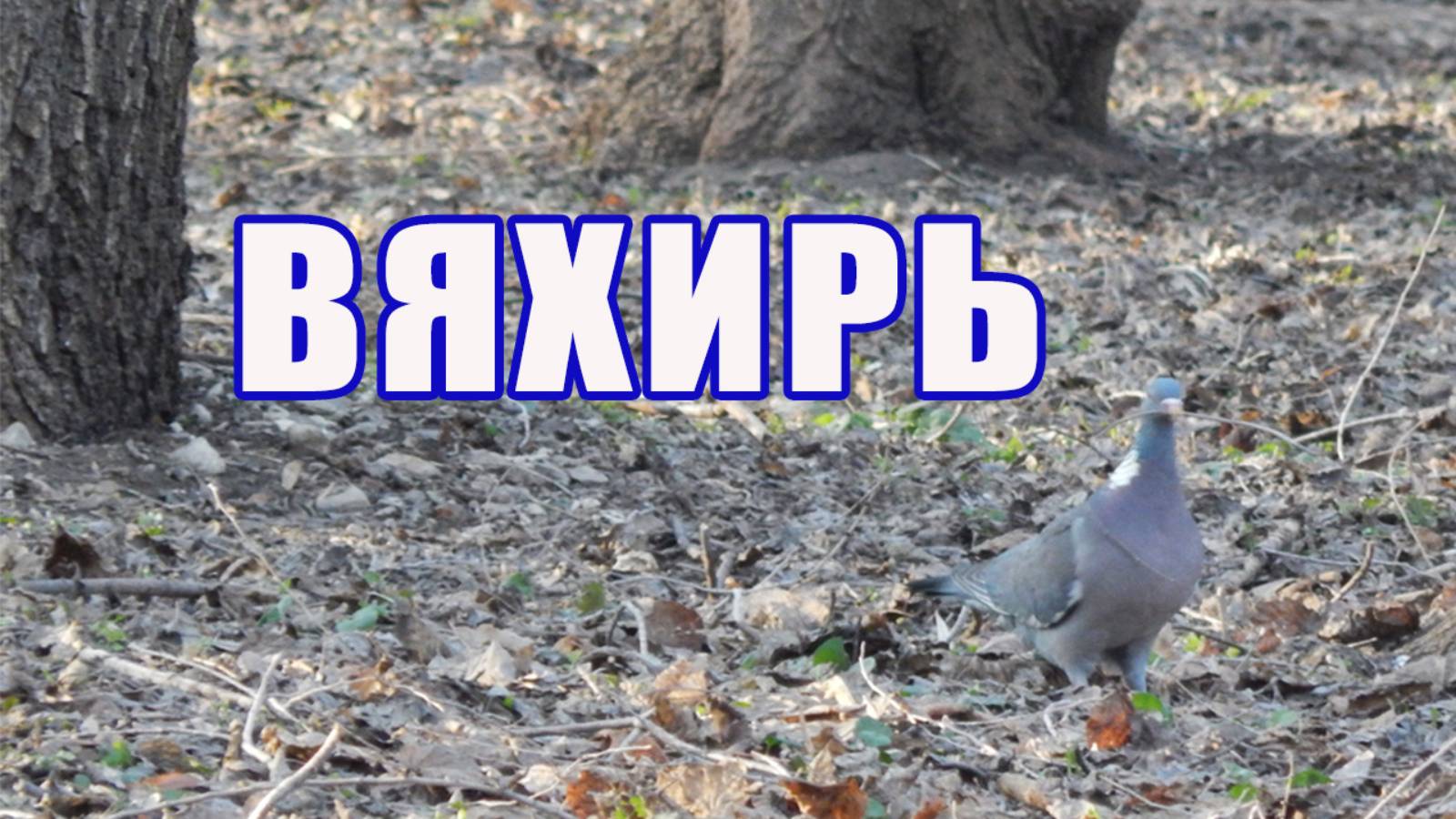 Птица вяхирь - дикий лесной голубь. Видео про вяхиря - птицу из отряда голубеобразные.