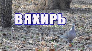 Птица вяхирь - дикий лесной голубь. Видео про вяхиря - птицу из отряда голубеобразные.