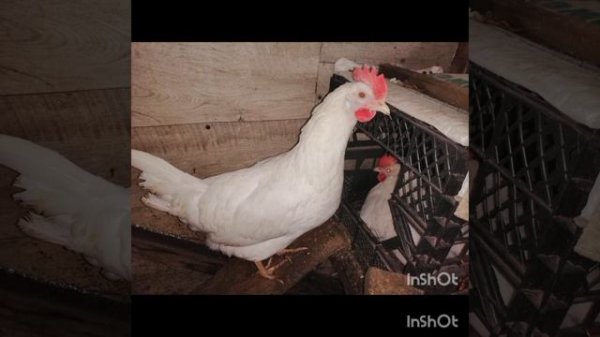 Куры породы Суперник. Вся правда об этой породе без выдумок.