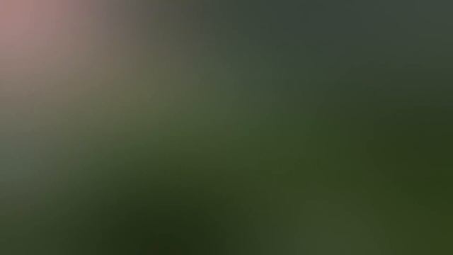 DROHNE überwacht LIKE NASTYA Mit DIANA UND ROMA In REAL LIFE Um 3 UHR Mittags