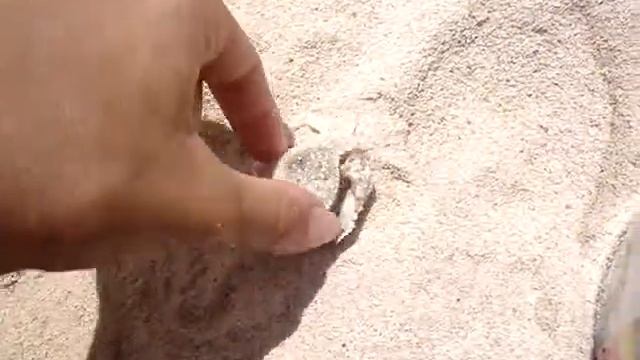 ヤドカリ　が　いっぱい！　Hermit Crabs On Kourijima Beach - Paguri A Kourijima