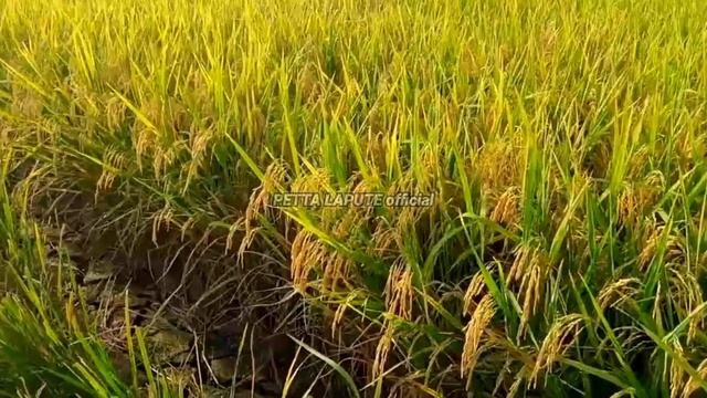 CIHERANG BIONI 63 || PADI VARIETAS TERBARU смотреть онлайн