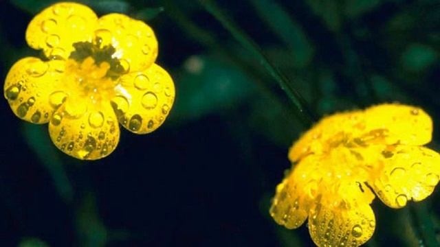 die Blumen смотреть онлайн