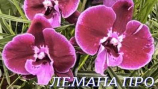 №1069/ ОБЗОР орхидей в ЛЕМАНА ПРО смотреть онлайн