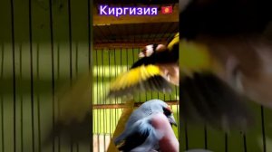 Щегол 2023