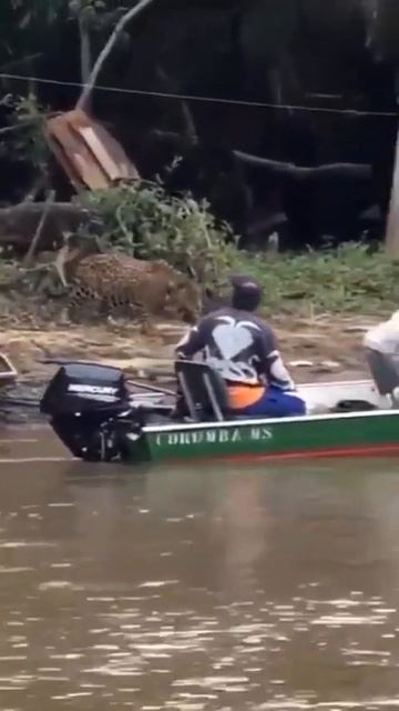 Onça bebendo água bem próximo a nossa lancha. Jaguar drinking water very close to our boat #shorts смотреть онлайн