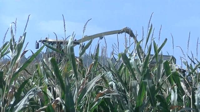 Sklizeň Kukuřice 2020 s Krone Big X 680 смотреть онлайн