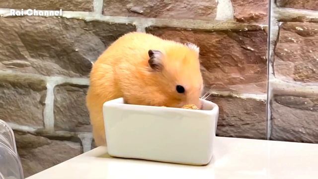 自ら落ちていく【ゴールデンハムスター】キンクマ смотреть онлайн