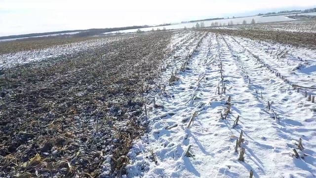 Дискование кукурузы по снегу . Claas xerion 5000. Salford rts 7,5m. смотреть онлайн