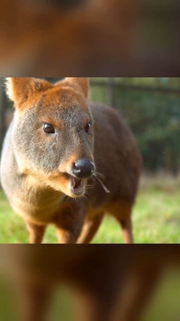El VENADITO más adorable El Pudú #happy #relaxing #life #dopamine #antistress #mundoanimal #chile смотреть онлайн