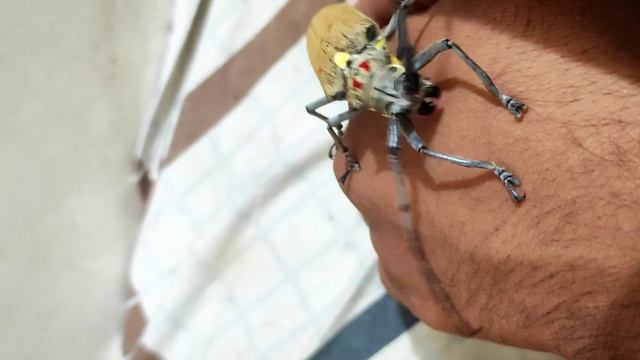 🔊Long-Horn Beetle Sound 🪲 Beetle Sound Effects | Batocera Rufomaculata - Mango Stem Borer Kida Soun