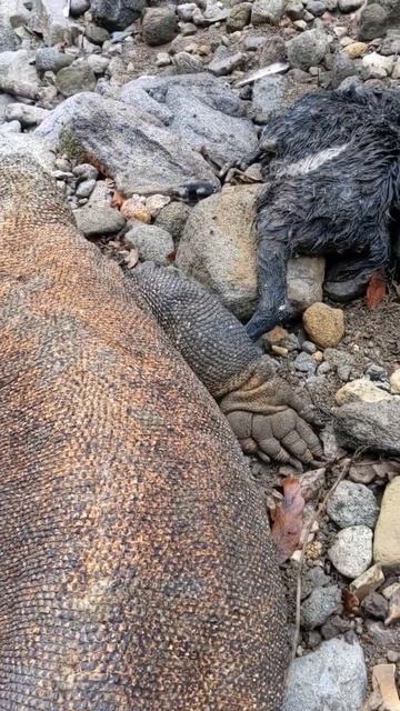 this is the shape of the Komodo dragon nails смотреть онлайн