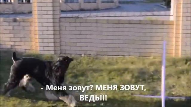 КЦ Мастер Собак Кинологоляпы на тренировке смотреть онлайн