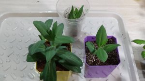 УКОРЕНЕНИЕ ЭУСТОМЫ