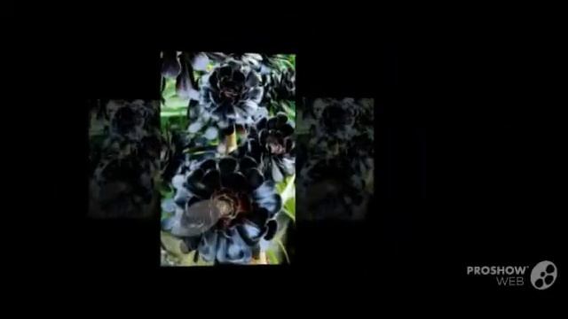 Aeonium - garden plants смотреть онлайн