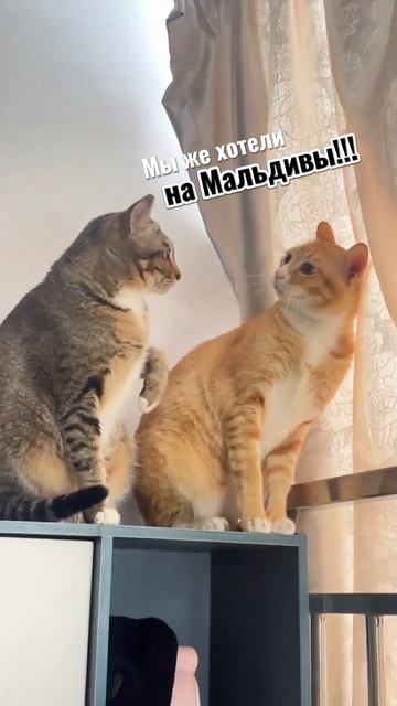 Лодка лучший выбор для отдыха летом!!!!! #Триера #смешно #лодка #рыбалка #курорт #отпуск смотреть онлайн