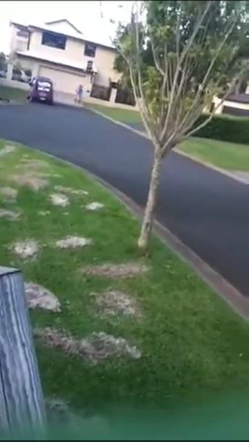 Mongoos смотреть онлайн