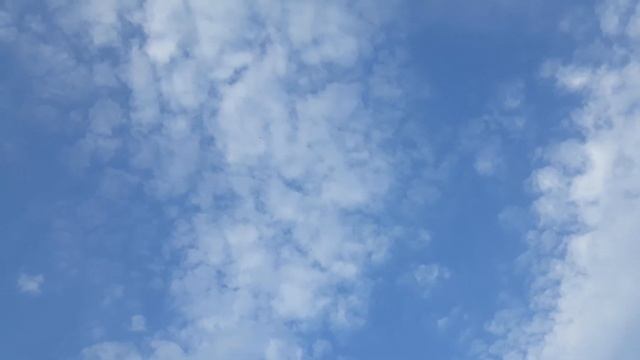 Голубей пискуны в на небо смотреть онлайн