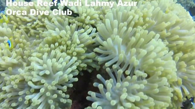 Anemone City смотреть онлайн