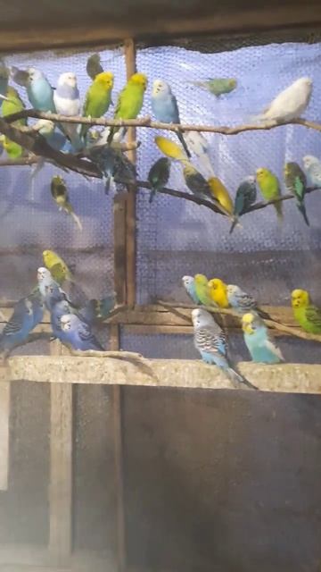 волнистые попугаи смотреть онлайн