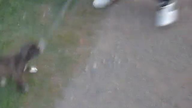 Pit Bull Pantera смотреть онлайн