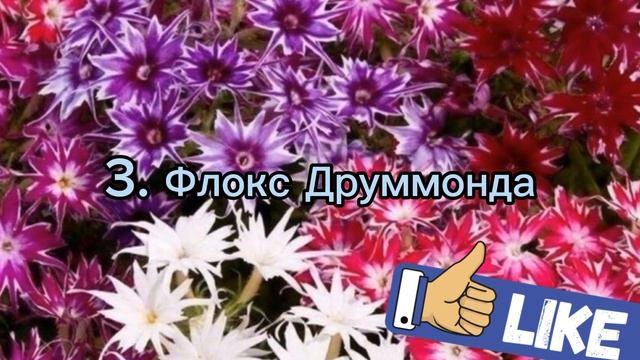 6 ярких растений для выращивания в саду без рассады. смотреть онлайн