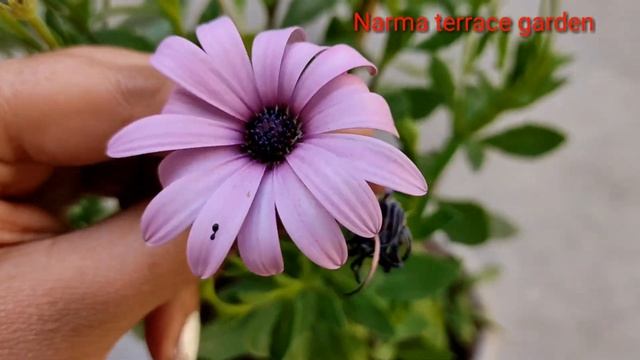 how to grow dimorphotheca seeds giveaway смотреть онлайн