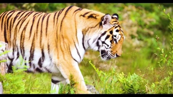 Amazing Wildlife Encounters: Owl, Leopard, Butterfly, Giraffe, and Panda