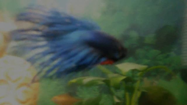 Бойцовская рыбка Вилли атакует - RUN(Awolnation)