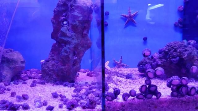 Coloquei uma ESTRELA do Mar no Aquário Marinho de HANG ON! смотреть онлайн