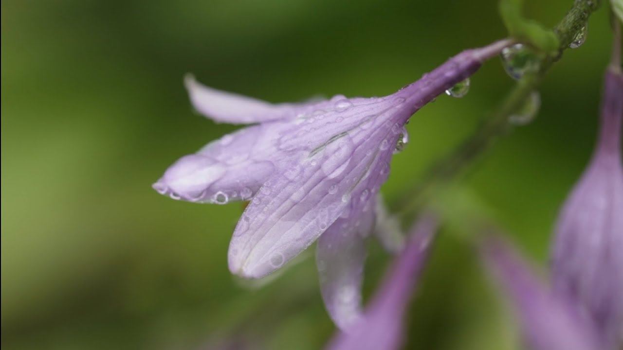 мы родились в сибири//всем молчать!сопля говорить будет //обзор канала смотреть онлайн