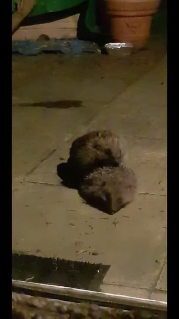 Mating Hedgehogs March 2019 смотреть онлайн