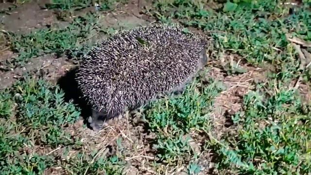 Наш ночной гость смотреть онлайн