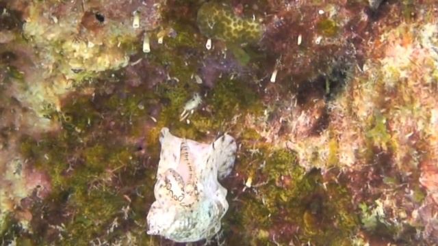 Music Volute Hunts Flamingo Tongue смотреть онлайн