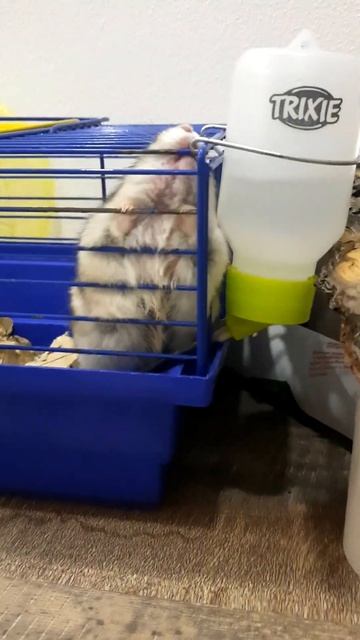 Free hamster🐹 Kuby. A cute hamster is trying to get out🧗♂️ of his cage. #shorts #hamstersshow смотреть онлайн