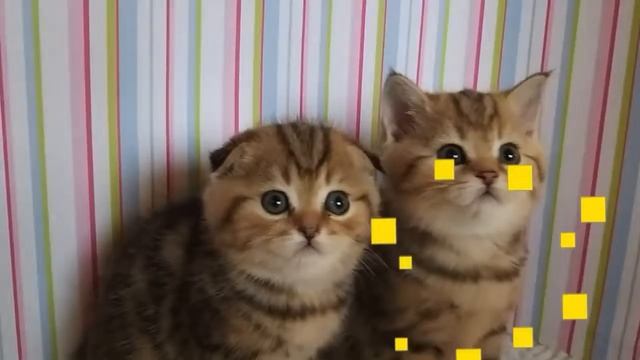 МИ-МИ-МИШНЫЕ КОТЯТА,ШОТЛАНДЦЫ,ТИГРЯТА-МРАМОРЯТА,ОТ ОТЦА МЕЖДУНАРОДНОГО ЧЕМПИОНА. смотреть онлайн