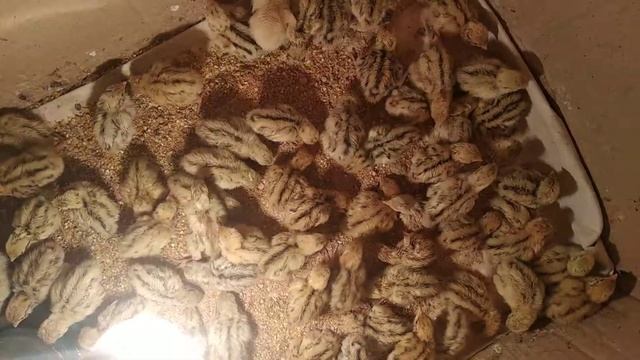 Перепела 2 дня смотреть онлайн