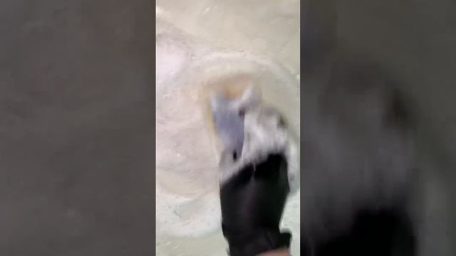 #clean #asmr #cleaning 🫧 CLEAN BATH 🛁 Domestos & Sanfor 🤍 смотреть онлайн