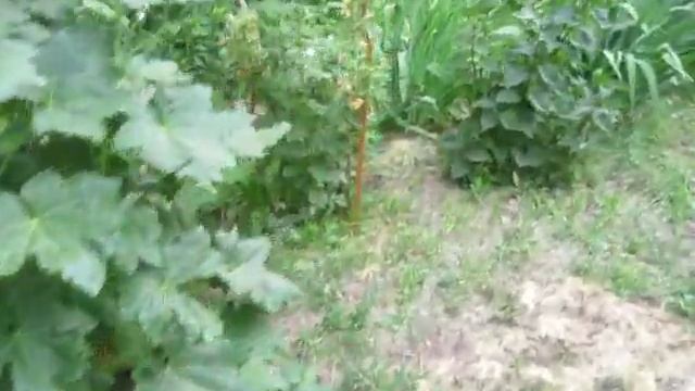 Растительный и животный мир смотреть онлайн