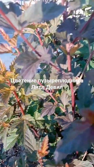 Маленький дьявол зацветает! #пузыреплодник#литлдевил#дача#садмноголетники смотреть онлайн