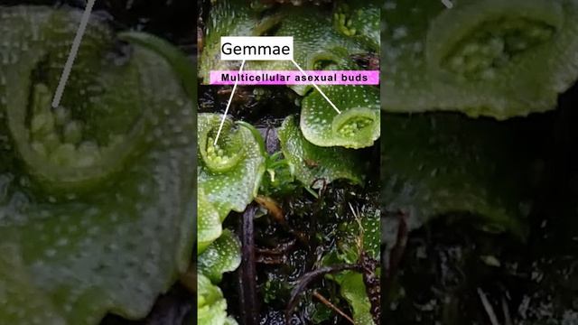 Liverworts | Characteristics, Structure, Reproduction & Diagram | Bryophytes | Thalloid | Adhyayant смотреть онлайн