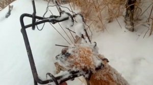 снежный холмик , унивирсальная здание для охоты на куницу, хорька или колонка...